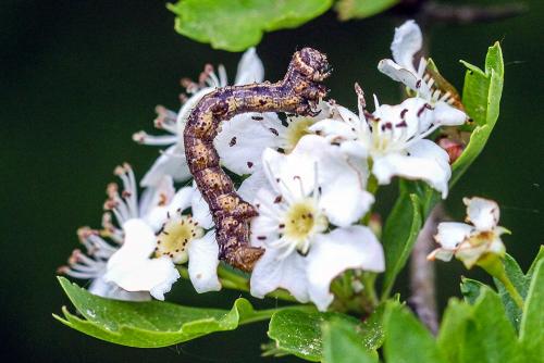 Apocheima hispidaria